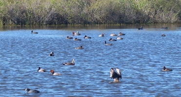 Duck pond with Redheads, American Wigeon, Coot